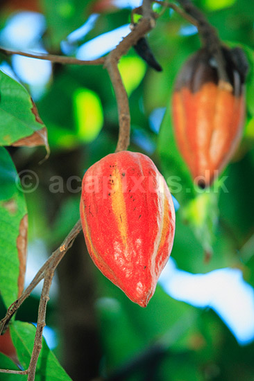 Kakao. Kakao med frugter ( Scan af KOL7192 ) ; Theobroma cacao; Botanisk Have / K�benhavn; ; ; Planter; Katost-ordenen, Malvales, Sterculiaceae
