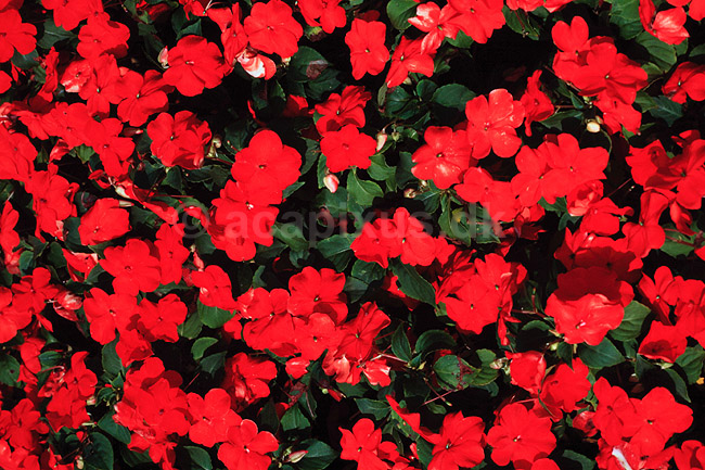 Flittig Lise. Flittig Lise ( Scan af KOL4731 ) ; Impatiens sultani, Balsaminaceae; Landboh�jskolens Have / Frederiksberg; ; ; Planter; Storken�b-ordenen, Geraniales, Balsamin-familien, Balsaminaceae