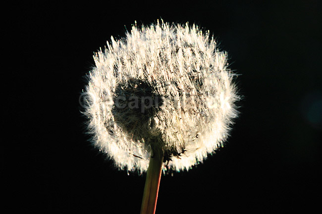 Fandens m�lkeb�tte. Fandens m�lkeb�tte, fr�stand i modlys ( Scan af KOL7227 ) ; Taraxacum spec.; ; ; ; Planter; R�rhannede, Asteranae, Kurveblomst-familien, Asteraceae, Compositae
