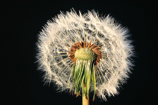 M�lkeb�tte. Alm. m�lkeb�tte, fr�-kurv af ( Scan af KOL4483 ) ; Taraxacum officinale, Asteraceae; ; ; ; Planter; R�rhannede, Asteranae, Kurveblomst-familien, Asteraceae, Compositae
