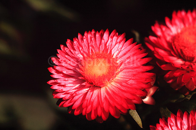 K�mpe Evighedsblomst. K�mpe Evighedsblomst ( Scan af KOL4732 ) ; Heliochrysum bracteatum, Asteraceae; Landboh�jskolens Have / Frederiksberg; ; ; Planter; R�rhannede, Asteranae, Kurveblomst-familien, Asteraceae, Compositae