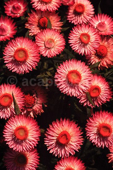 K�mpe Evighedsblomst. K�mpe Evighedsblomst ( Scan af KOL4735 ) ; Heliochrysum bracteatum, Asteraceae; Landboh�jskolens Have / Frederiksberg; ; ; Planter; R�rhannede, Asteranae, Kurveblomst-familien, Asteraceae, Compositae