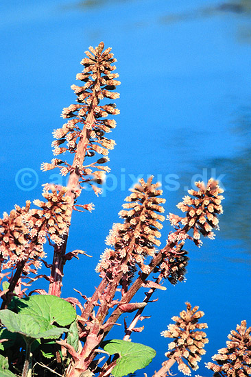 R�d Hestehov. R�d Hestehov ( Scan af KOL7323 ) ; Petasites hybridus; Utterslev Mose / Sj�lland; ; ; Planter; R�rhannede, Asteranae, Kurveblomst-familien, Asteraceae, Compositae