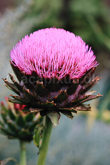 Artiskok i blomst. Artiskok i blomst ( Scan af KOL7304 ) ; Cynara scolymus; KVL's Have / K�benhavn; ; ; Planter; R�rhannede, Asteranae, Kurveblomst-familien, Asteraceae, Compositae