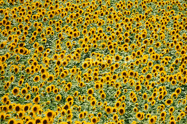 Solsikkemark. Solsikkemark, Solsikke, Solsikker ( Scan af KOL7818 ) ; Helianthus annuus; Toscana; Italien; ; Planter; R�rhannede, Asteranae, Kurveblomst-familien, Asteraceae, Compositae