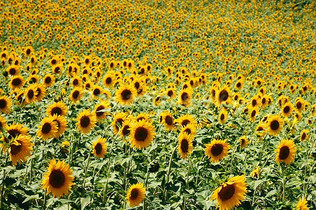 Solsikkemark. Solsikkemark, Solsikke, Solsikker ( Scan af KOL7822 ) ; Helianthus annuus; Toscana; Italien; ; Planter; R�rhannede, Asteranae, Kurveblomst-familien, Asteraceae, Compositae
