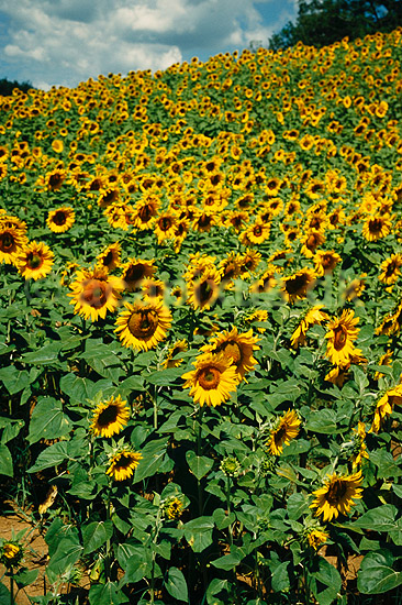 Solsikkemark. Solsikkemark, Solsikke, Solsikker ( Scan af KOL7825 ) ; Helianthus annuus; Toscana; Italien; ; Planter; R�rhannede, Asteranae, Kurveblomst-familien, Asteraceae, Compositae