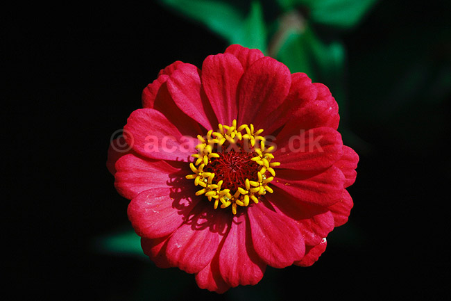 Fr�kenhat. Fr�kenhat ( Scan af KOL4714 ) ; Zinnia elegans, Asteraceae; Landboh�jskolens Have / Frederiksberg; ; ; Planter; R�rhannede, Asteranae, Kurveblomst-familien, Asteraceae, Compositae