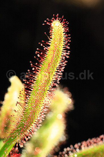 Soldug. Soldug ( Scan af KOL7201 ) ; Drosera carpensis; Botanisk Have / K�benhavn; ; ; Planter; Insekt�dende planter, Carnivore planter
