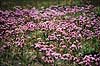 Almindelig Purlg. Almindelig Purlg, lg ( Scan af KOL7437 )  Allium schoenoprasum land Sverige  Planter Lilje-ordenen, Liliales