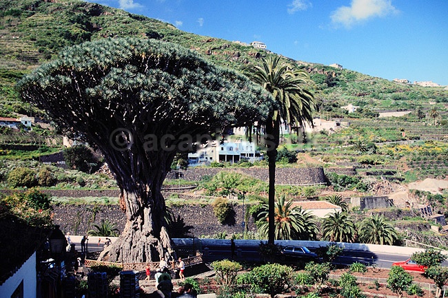 Drageblodstræ. 3000 år gammelt Drageblodstræ ( Scan af KOL847 ) ; Dracaena draco, Convallariaceae; Icod de los Vinos / Tenerife; Spanien; ; Planter; Konval-familien, Convallariaceae