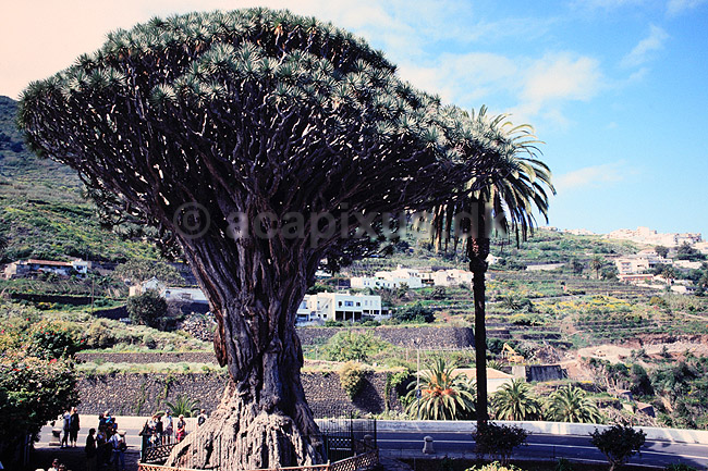Drageblodstræ. 3000 år gammelt Drageblodstræ ( Scan af KOL849 ) ; Dracaena draco, Convallariaceae; Icod de los Vinos / Tenerife; Spanien; ; Planter; Konval-familien, Convallariaceae