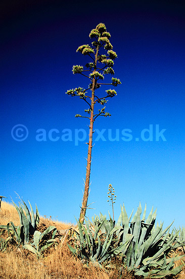 Agave. Agave ( Scan af KOL570 ) ; Agave spec., Agavaveae; Granada; Spanien; ; Planter; Agave-familien