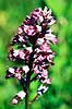 Ridderggeurt. Ridder ggeurt ( Scan af KOL7466 )  Orchis militaris land Sverige  Planter Orkid-ordenen, Orchidales, Orkid-familien, Orchidaceae