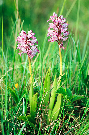 Ridderg�geurt. Ridder g�geurt ( Scan af KOL7471 ) ; Orchis militaris; �land; Sverige; ; Planter; Orkid�-ordenen, Orchidales, Orkid�-familien, Orchidaceae