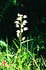 Svrd-Skovlilje. Svrd-Skovlilje ( Scan af KOL7439 )  Cephalanthera longifolia land Sverige  Planter Orkid-ordenen, Orchidales, Orkid-familien, Orchidaceae