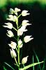 Svrd-Skovlilje. Svrd-Skovlilje ( Scan af KOL7441 )  Cephalanthera longifolia land Sverige  Planter Orkid-ordenen, Orchidales, Orkid-familien, Orchidaceae