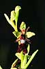 Flueblomst. Flueblomst ( Scan af KOL7446 )  Ophrys insectifera land Sverige  Planter Orkid-ordenen, Orchidales, Orkid-familien, Orchidaceae