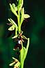 Flueblomst. Flueblomst ( Scan af KOL7445 )  Ophrys insectifera land Sverige  Planter Orkid-ordenen, Orchidales, Orkid-familien, Orchidaceae