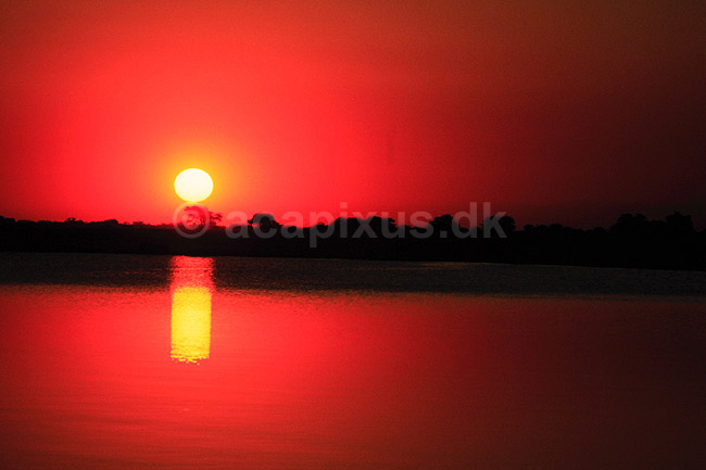 Solnedgang over Chobe. Solnedgang over Chobe River ( Scan af KOL3521 ) ; ; Chobe River / Chobe NP; Botswana; Afrika; ; Solnedgange, sol, solen