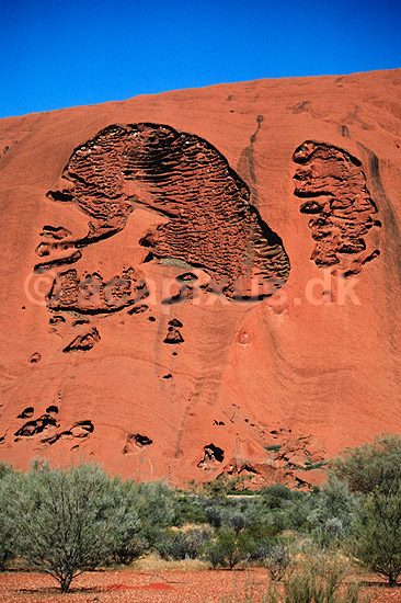 Ayers Rock. Ayers Rock Detaille fra nord�st facaden. Uluru = Ayers Rock, Kata Tjuta = The Olgas ( Scan af KOL2773 ) ; ; Uluru - Kata Tjuta NP / Northern Territory; Australien; Australien; ; Geologi, erosion