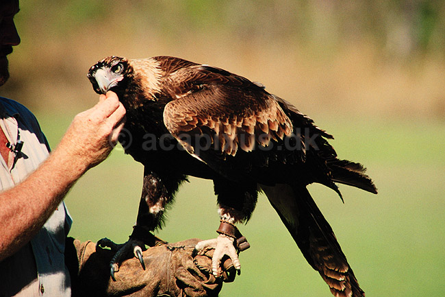Falkoner med �rn. Falkoner tr�ner Wedge Tailed Eagle i Northern Territory, Australien. Wedge Tailed Eagle = Aquila audax ( Scan af KOL2876 ) ; ; Territory Wildlife Park / Northern Territory; Australien; Australien; ; �rne