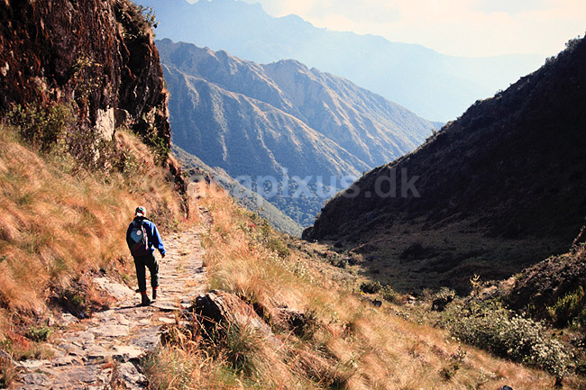 Inca Trail. Trekker p� Inca Trail i Andes Bjergene, Peru ( Scan af KOL2053 ) ; ; Inca Trail / Cuzco; Peru; Sydamerika; ; Trek, trekking, bjergvandring, bjergvandrere