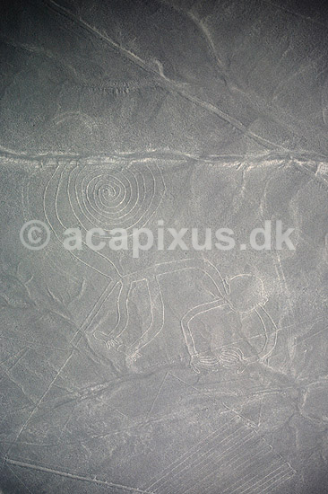 Nazca linier. Nazca linier - Abe, ca 90 meter - Preinca figurer i �rken, funktion endnu diskutabel. Dannet ved at m�rke sten p� overfladen er flyttet til siden. ( Scan af KOL1865 ) ; ; Nazca; Peru; Sydamerika; ; Nazcalinerne, luftfoto