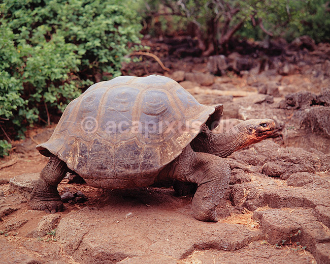 Galapagos skildpadde. Elefant skildpadde, Galapagos skildpadde ( Scan af KOL5023 ); Testudo elephantopus, Testudinidae; Santa Cruz / Galapagos; Equador; Sydamerika; krybdyr; Skildpadder