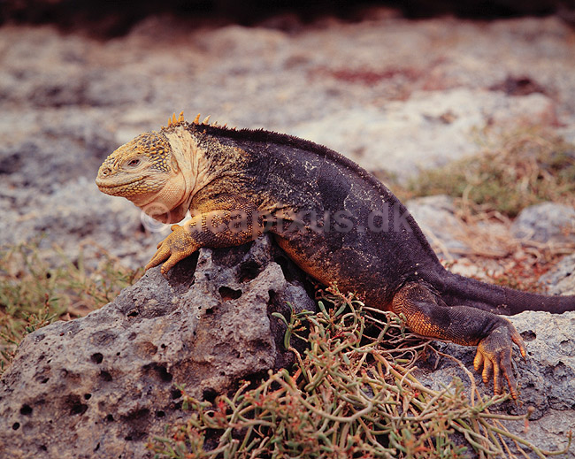 Landleguan. Landleguan ( Scan af KOL5020 ); Conolophus subcristatus, Iguanidae; South Plazas / Galapagos; Equador; Sydamerika; krybdyr; Leguaner, landleguaner