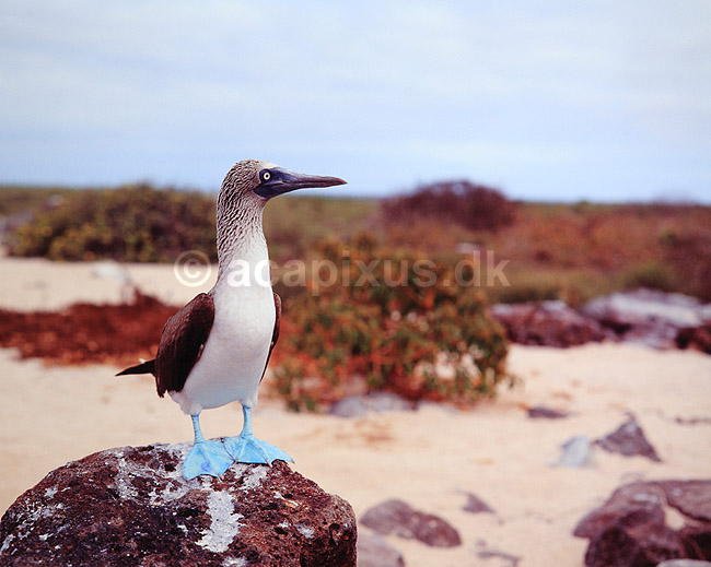 Bl�fodet sule. Bl�fodet sule ( Scan af KOL5029 ); Sula nebouxii, Sulidae; North Seymour / Galapagos; Equador; Sydamerika; fugle; Suler