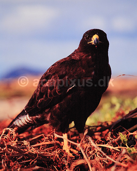 Galapagosmusv�ge. Galapagosmusv�ge ( Scan af KOL5033 ); Buteo galapagoensis, Accipitridae; San Salvador / Galapagos; Equador; Sydamerika; fugle; Musv�ger, rovfugl, rovfugle