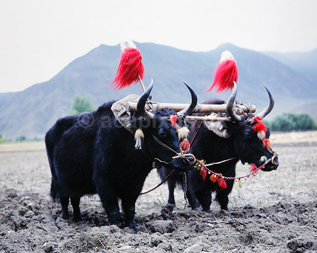 Yakokser. Yak okser, sp�ndt for plov p� den Tibetanske h�jsl�tte ( Scan af KOL4425 ); Bos mutus, Bovidae; Tsetang; Tibet ( Kina ); Asien; pattedyr; Skedehornede, Bovidae, Parrett�ede hovdyr, Artiodactyla, tr�kdyr, pl�jning