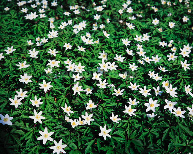 Hvid anemone. Hvide anemoner i skovbund ( Scan af KOL3912 ); Anemone nemorosa, Ranunculaceae; Ulvshale / M�n; ; ; planter; Ranunkel-ordenen, Ranunculales