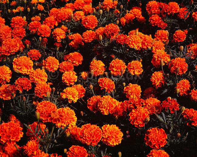 Fl�jlsblomst. Fl�jlsblomst ( Scan af KOL4768 ); Tagetes - patula hybrid, Asteraceae; Landboh�jskolens Have / Frederiksberg; ; ; planter; Kurveblomst-familien, Asteraceae, Compositae, blomst, blomster, haveblomst, haveblomster