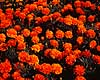 Fl�jlsblomst. Fl�jlsblomst ( Scan af KOL4768 ) Tagetes - patula hybrid, Asteraceae Landboh�jskolens Have / Frederiksberg   planter Kurveblomst-familien, Asteraceae, Compositae, blomst, blomster, haveblomst, haveblomster