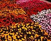 Fl�jlsblomst. Fl�jlsblomst (Til venstre) ( Scan af KOL4767 ) Tagetes - patula hybrid, Asteraceae Landboh�jskolens Have / Frederiksberg   planter Kurveblomst-familien, Asteraceae, Compositae, blomst, blomster, haveblomst, haveblomster