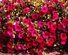Petunie. Petunie ( Scan af KOL4775 ) Petunia (hybrid), Solanaceae Landboh�jskolens Have / Frederiksberg   planter Natskygge-familien, Solanaceae, blomst, blomster, haveblomst, haveblomster