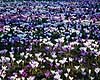 Krokus. Krokus p� l�gpl�nen i Frederiksberg Have ( Scan af KOL3886 ) Crocus spec. Iridaceae Frederiksberg Have / Frederiksberg   planter Iris-familien, Iridaceae, blomst, blomster, haveblomst, haveblomster, for�r, for�rsblomster