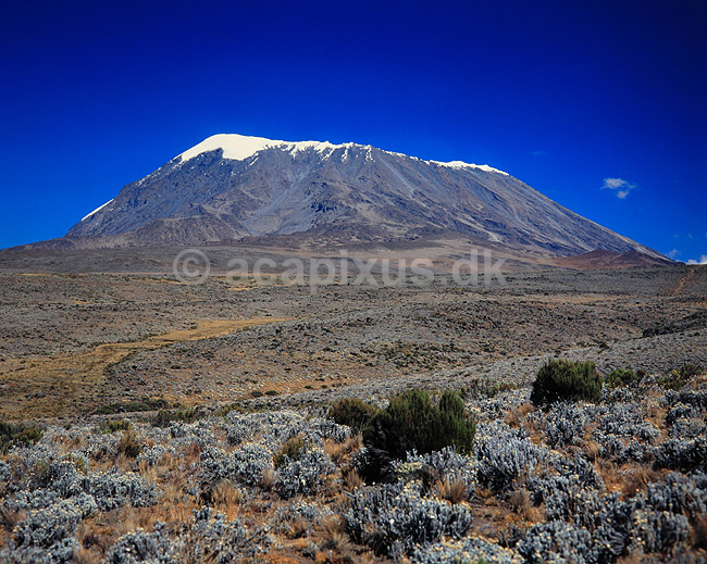 Mt. Kilimanjaro. Mt. Kilimanjaro, Kibo point (5895 m.) med alpin hede i forgrunden ( Scan af KOL5788 ); ; Mt. Kilimanjaro NP; Tanzania; Afrika; ; bjerge, bjerglandskaber, gletcher, gletchere, glaciologi, afsmeltning, global opvarmning, vulkan, vulkaner