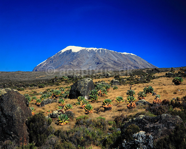 Mt. Kilimanjaro. Mt. Kilimanjaro, Kibo point (5895 m.) med alpin hede i forgrunden ( Scan af KOL5783 ); ; Mt. Kilimanjaro NP; Tanzania; Afrika; ; bjerge, bjerglandskaber, gletcher, gletchere, glaciologi, afsmeltning, global opvarmning, vulkan, vulkaner
