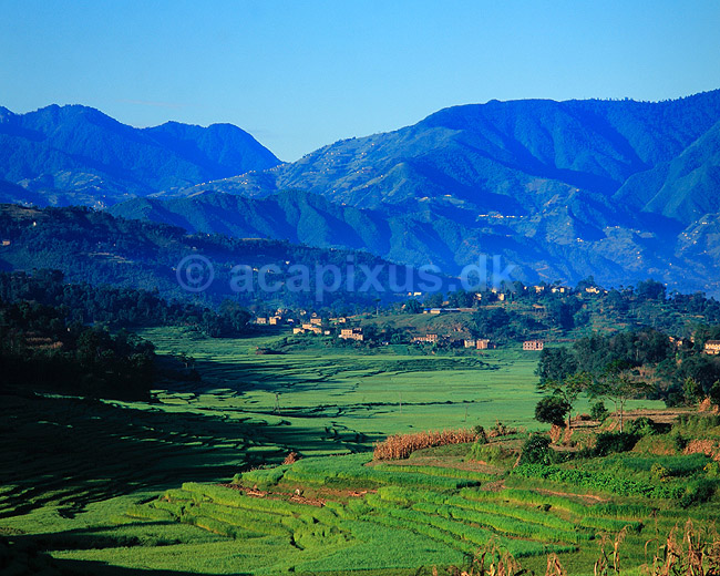 Rismarker i Himalaya. Rismarker og majsmarker i Himalaya bjergene ( Scan af KOL4235 ); ; Barabise; Nepal; Asien; ; primitivt landbrug, bjerglandskaber
