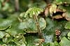 Levermos. Almindelig Levermos med hunlig gametophyt - archegonium. Levermosserne er den primitiveste form for landplanter efter algerne  Marchantia polymorpha    planter Levermosser, mosser, Liverwort, Marchantiophyta, Bryophyta, mos