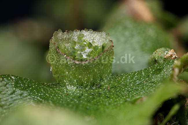 Levermos. Almindelig Levermos blad med gamma cup. Levermosserne er den primitiveste form for landplanter efter algerne ; Marchantia polymorpha; ; ; ; planter; Levermosser, mosser, Liverwort, Marchantiophyta, Bryophyta, mos