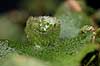 Levermos. Almindelig Levermos blad med gamma cup. Levermosserne er den primitiveste form for landplanter efter algerne  Marchantia polymorpha    planter Levermosser, mosser, Liverwort, Marchantiophyta, Bryophyta, mos