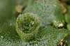 Levermos. Almindelig Levermos blad med gamma cup. Levermosserne er den primitiveste form for landplanter efter algerne  Marchantia polymorpha    planter Levermosser, mosser, Liverwort, Marchantiophyta, Bryophyta, mos