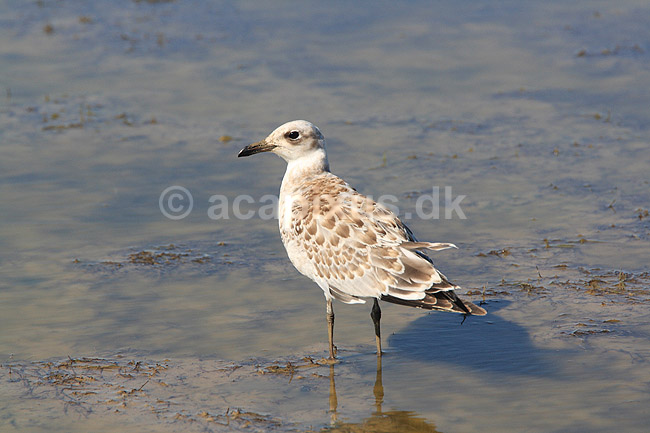 Audouinsm�ge. Audouinsm�ge - ungfugl - i lagune i Carmargue n�r Saintes-Maries-de-la-Mer; Larus audouinii; Camargue; Frankrig; ; fugle; M�gefugle, m�ger, Laridae