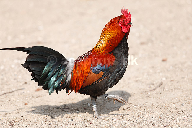 Bankivah�ne. Dv�rgkok; Gallus gallus; ; ; ; fugle; Dv�rgh�ns, Fasanfugle, Phasianidae, H�nsefugle, Galliformes, h�ns, hane