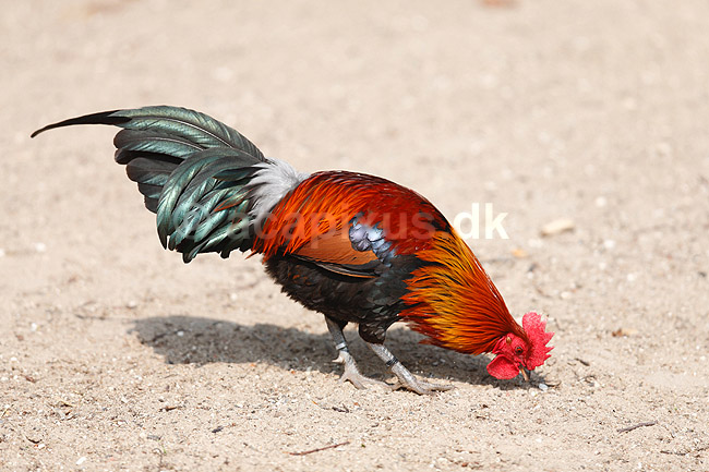 Bankivah�ne. Dv�rgkok; Gallus gallus; ; ; ; fugle; Dv�rgh�ns, Fasanfugle, Phasianidae, H�nsefugle, Galliformes, h�ns, hane