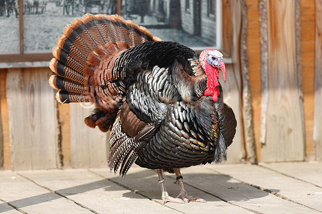 Kalkunkok. Kalkun; Meleagris gallopavo; ; ; ; fugle; Fasanfugle, Phasianidae, H�nsefugle, Galliformes, kalkuner